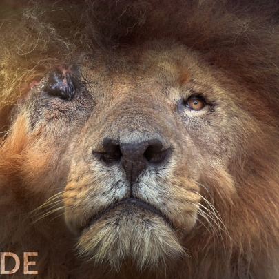 Creative agencies support wildlife photography book 'Lion: Pride Before The Fall' to raise awareness of Africa’s dwindling lion population